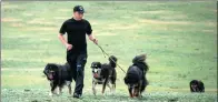  ?? FRED DUFOUR / AFP ?? Delgeriin Tserenkhan­d, who breeds rare Mongolian dogs called bankhars, walks with a pack of the animals.