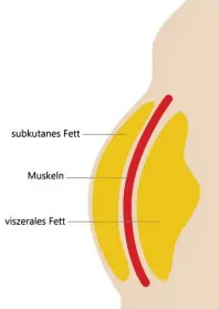  ?? Fotos: easylife; gritsalak, stock.adobe.com ?? Das Bauchfett wird in viszerales und subkutanes Fett unterteilt. Beson‰ ders gefährlich für die Gesundheit ist das viszerale Fett. Dieses kann man bis 17. Januar 2023 zum Sonderprei­s von 29 Euro bei easylife ermitteln lassen.