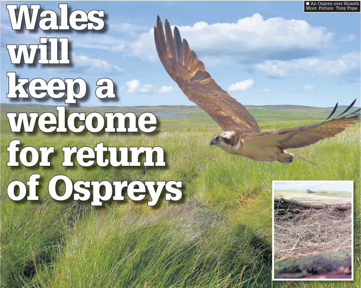  ??  ?? ● An Osprey over Hiraeth Moor. Picture: Tony Pope