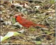  ?? PHOTO BY PAMELA BAXTER ?? A Northern Cardinal with caterpilla­r is shown.