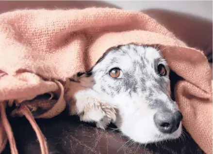  ?? DREAMSTIME ?? Dogs can develop all sorts of phobias, and wind phobia is definitely something for dogs who are sensitive to sound.