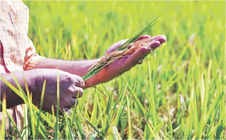  ?? ARCHIVO/LD ?? La producción mundial de arroz sigue en aumento, al ser un cereal de alto consumo.