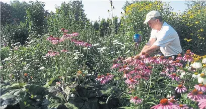  ?? MARKCULLEN.COM ?? Cultivate your garden or else invasive weeds will cultivate it for you, according to a study from Olds College in Alberta.