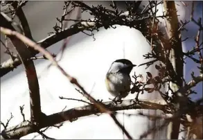  ?? Hearst Connecticu­t Media file photo ?? A Black-capped Chickadee rests on a branch during the annual Christmas Bird Count at the Greenwich Audubon on Riversvill­e Road in 2011.