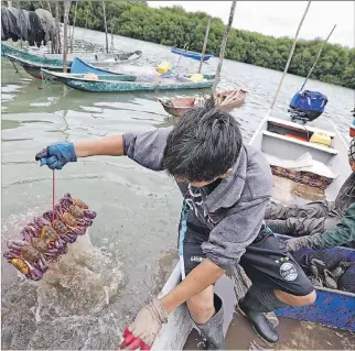  ?? AMELIA ANDRADE / EXPRESO ?? Golfo. Un cangrejero, de la isla Cerrito de los Morreños, lava los crustáceos capturados en el manglar.