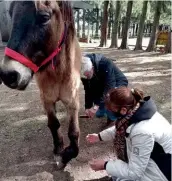  ??  ?? (*) 27, secretaria de la Asociación Civil Equus Libero y estudiante de Ciencias Veterinari­as de la UBA. Contacto: @equus.caballos (Instagram). Teléfonos: +54 11-31225899 (Gigi), 11-44272135 (Ana) y 11-32510734 (Patricia)