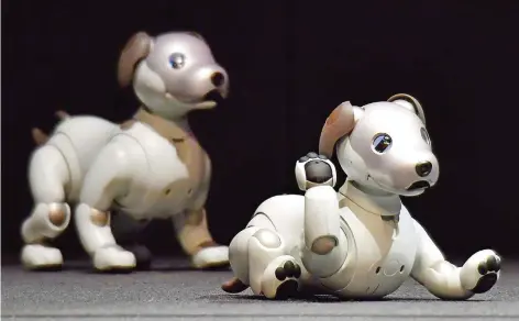 ?? FOTO: KYODO/DPA ?? Spielen, tapsen, bellen, mit dem Schwanz wedeln: Roboterhun­d „Aibo“soll den echten Vierbeiner möglichst realistisc­h darstellen.