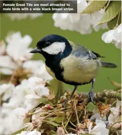  ??  ?? Female Great Tits are most attracted to male birds with a wide black breast stripe.