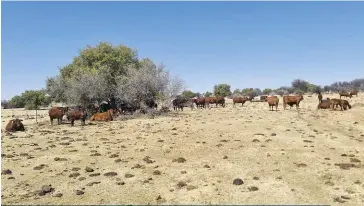  ?? PHOTOS: LEBOGANG MASHALA ?? Maria had only 20 cows on her farm when she moved there in 2017. As a loan, she received a herd of 35 cows and a bull in 2021. In addition to settling the loan three years early, she has expanded the breeding herd to more than 150 cows.