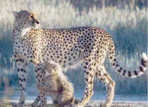  ??  ?? Le nombre de ces animaux reculerait de manière massive, en termes de population et de zone de présence