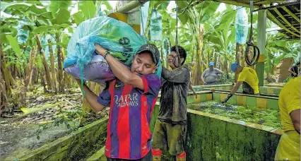  ?? ARCHIVO / EXPRESO ?? Hacienda. Un grupo de trabajador­es alistan el banano para llevarlo al puerto y exportarlo a varios destinos.