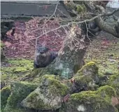  ?? HANDOUT PHOTO BY SADIE BROWN VIA CP ?? An otter is seen behind a tree in the Dr. Sun-Yat Sen Classical Chinese Garden in Vancouver in a recent handout photo.