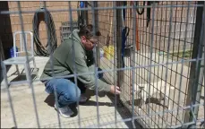  ?? BEA AHBECK/NEWS-SENTINEL ?? Many San Joaquin County and City of Lodi services have been closed to the public due to the COVID-19 pandemic, including the Lodi Animal Shelter. Here, volunteer John Mercer offers a treat to Shika, senior PALS Chihuahua, in the outside area next to the shelter on Friday.