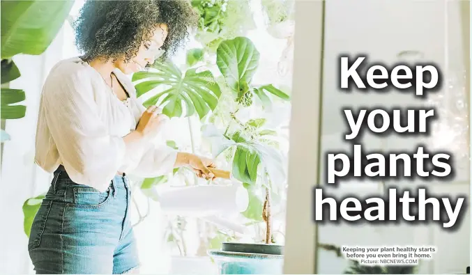  ?? Picture: NBCNEWS.COM ?? Keeping your plant healthy starts before you even bring it home.