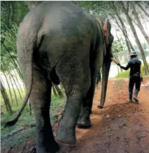  ?? The Nation ?? Even though elephant training is rarely seen by the public, most people believe that elephants must be trained before serving the tourism sector.