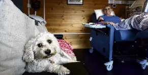  ?? PHOTO: REUTERS ?? Best friends . . . Cassie the dog rests near to her owner, Dawn White, while Mrs White undergoes dialysis at her Essex home.