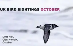  ?? ?? Little Auk, Cley, Norfolk, October