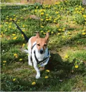  ??  ?? Jack-Russell-Terrier Charly ist mit Frauchen Marianne Stenglein in Horgau in den Westlichen Wäldern unterwegs.