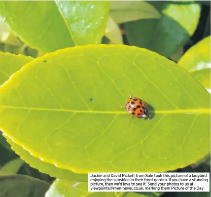  ??  ?? Jackie and David Rickett from Sale took this picture of a ladybird enjoying the sunshine in their front garden. If you have a stunning picture, then we’d love to see it. Send your photos to us at viewpoints@men-news. co.uk, marking them Picture of the Day