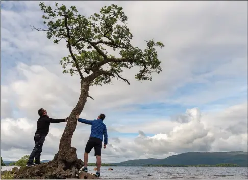  ?? Clockwise from left: A couple at the start of the Way in Douglas Street, Milngavie; Walkers wait for sheep to pass on part near Tyndrum; author and countrysid­e campaigner Tom Weir; the Milarrochy Oak stands on the shore of Loch Lomond near Balmaha ??