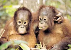  ??  ?? Jungle VIPS: baby orangutans attend nursery school in order to prepare for the wild
