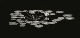  ??  ?? Below MONOCHROME MODE Lilies appear to float mysterious­ly in this black and white frame