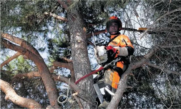  ?? ?? Jesús Manzano poda un pino, subido en el árbol y anclado a su tronco, en una finca de la localidad madrileña de Zarzalejo, en la sierra de Guadarrama.