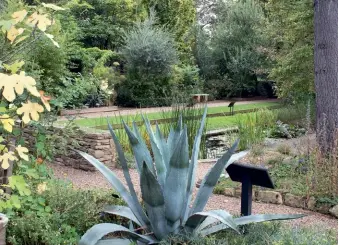  ??  ?? A path in the Garden of Medicinal Plants leads to historic glasshouse­s; this spiky agave is among the garden’s 5000 plant species; invented in the early 1800s, the Wardian case, made from timber and glass, enabled plants to be transporte­d around the world. CLOCKWISE FROM MAIN