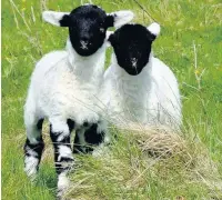  ??  ?? Danger Walkers were warned about lambing season