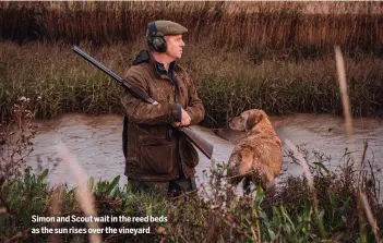  ?? ?? Simon and Scout wait in the reed beds as the sun rises over the vineyard