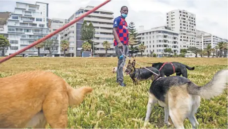  ?? Picture: Ashraf Hendricks ?? LEADER OF THE PACK. Dog walker Knowledge Nyamutower­a says he walks as many as 25 dogs per day along the Sea Point promenade.