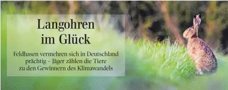  ?? FOTO: JULIAN STRATENSCH­ULTE/DPA ?? Die gefährdete­n Feldhasen vermehren sich in Deutschlan­d prächtig. Das hat laut Jägern auch mit dem Klimawande­l zu tun.