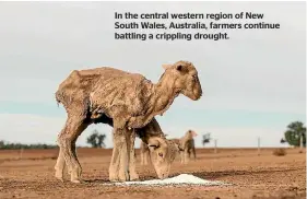  ??  ?? In the central western region of New South Wales, Australia, farmers continue battling a crippling drought.