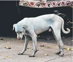  ??  ?? This photo shows a stray dog with a light blue hue on a street near the Kasadi River in the Taloja industrial zone in Mumbai. — AFP photo