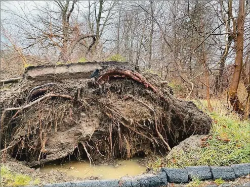  ?? Sandra Diamond Fox / Hearst Connecticu­t Media ?? High winds brought down this tree in front of a house near Pembroke Elementary School in Danbury on Friday.