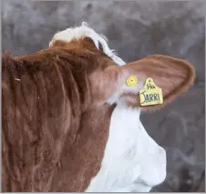  ?? ?? The Cattle are fitted with EID tags to aid management Ref:RH26032414­7