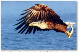  ??  ?? Dieser stolze Seeadler hat sich soeben seine hoffentlic­h schmackhaf­te nächste Mahlzeit ergattert