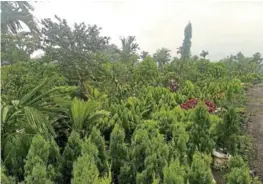  ?? ?? FULL BLOOM: Trees, shrubs and flowering plants thrive in Akah George Kum's nursery.