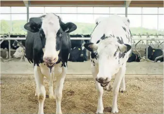  ??  ?? Les PLQ du Québec lancent une nouvelle campagne publicitai­re qui vise à rétablir certains faits sur l’apport nutritif du lait et ses méthodes de production au Québec.