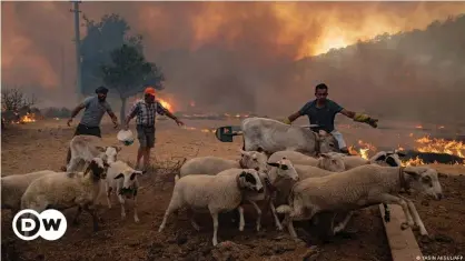  ??  ?? Sheep are shepherded away from an advancing fire in Marmaris in western Turkey, a region struggling against its deadliest wildfires in decades