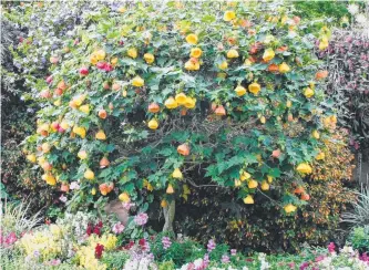  ?? Pictures: Mike Wells ?? SPRING COLOUR: A stunning "twin planted" Chinese lantern (Abutilon) in a previous prize-winning Chronicle Competitio­n garden.