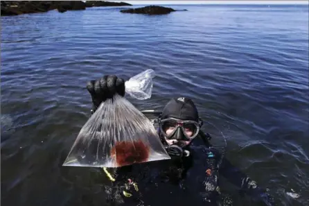  ?? CHARLES KRUPA, THE ASSOCIATED PRESS ?? Research technician Kristen Mello shows a sample of a red shrub-like seaweed collected in the waters off Appledore Island.