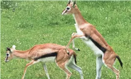  ?? MARK HOFFMAN / MILWAUKEE JOURNAL SENTINEL ?? A pair of Thomson’s gazelles frolic at the Milwaukee County Zoo. The zoo hasn't had a Thomson's gazelle since 2005.