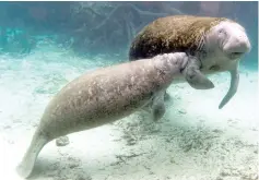  ??  ?? File photo shows manatee calf nurses from its mother inside of the Three Sisters Springs in Crystal River. — Reuters photo