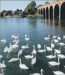  ??  ?? SWELLING NUMBERS Swans on Fareham Creek in 2018
