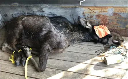  ?? Colorado Parks and Wildlife ?? A yearling moose that had been seen in several areas of Boulder County and in Broomfield was tranquiliz­ed Wednesday morning in Thornton.