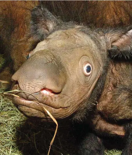  ?? / CORTESíA DEL ZOOLóGICO DE CINCINNATI ?? Un rinoceront­e de Sumatra bebé.