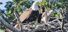  ?? SUZANNE HUOT ?? A bald eagle alongside a red-tailed hawk chick, right.