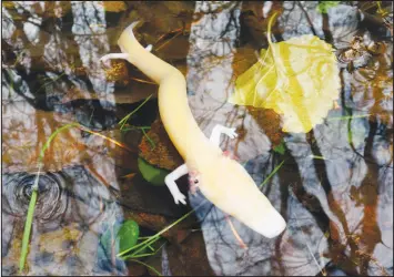  ?? MATTEO RICCARDO DI NICOLA VIA THE NEW YORK TIMES ?? An adult olm is active during daytime in a spring in the municipali­ty of Doberdo del Lago, Italy. Scientists never imagined that the blind cave salamander­s called olms willingly left their caves. But at numerous abovegroun­d springs, there they were.