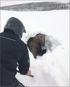  ?? Canadian Press photo/HO-Jonathan Anstey ?? Snowmobile­r Tyrone Owens works to free a moose trapped by deep snow near Deer Lake, N.L. on the weekend.